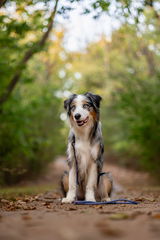 Sniff Walker | Basic Everyday Leash