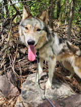 Bridge | Connector Leash