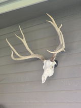 Bruce Freckleton review photo