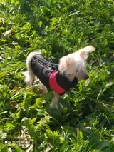 Carpentier Lily review photo