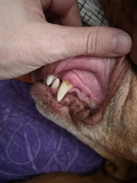 Dental Pro+