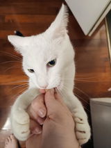 gavintheindoorcat review photo