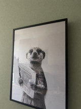 Kundenbild: Erdmännchen mit Zeitung Poster