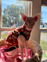 Sheri Fox review photo