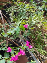 Lilyanna review photo