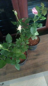 Navatha review photo
