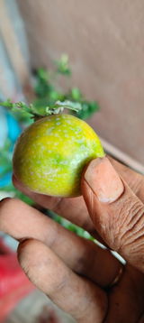 Kittu review photo