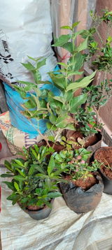 Kittu review photo
