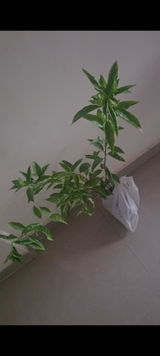 Manish review photo