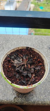 Vaseem review photo