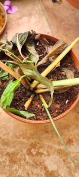 Vaseem review photo