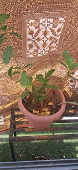 Aspi Zaiwalla review photo