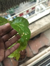 Bhini Kurdekar review photo