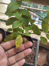 Bhini Kurdekar review photo