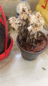 Saurabh Verma review photo