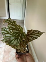 Martha review photo