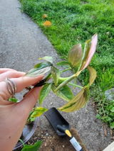 Etsy customer review photo