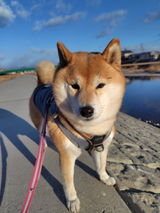 購入者 review photo