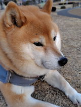 購入者 review photo