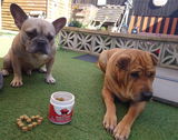 Kelly, Maple & Arlo Fielder review photo