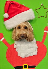 Beans the Cockapoo review photo