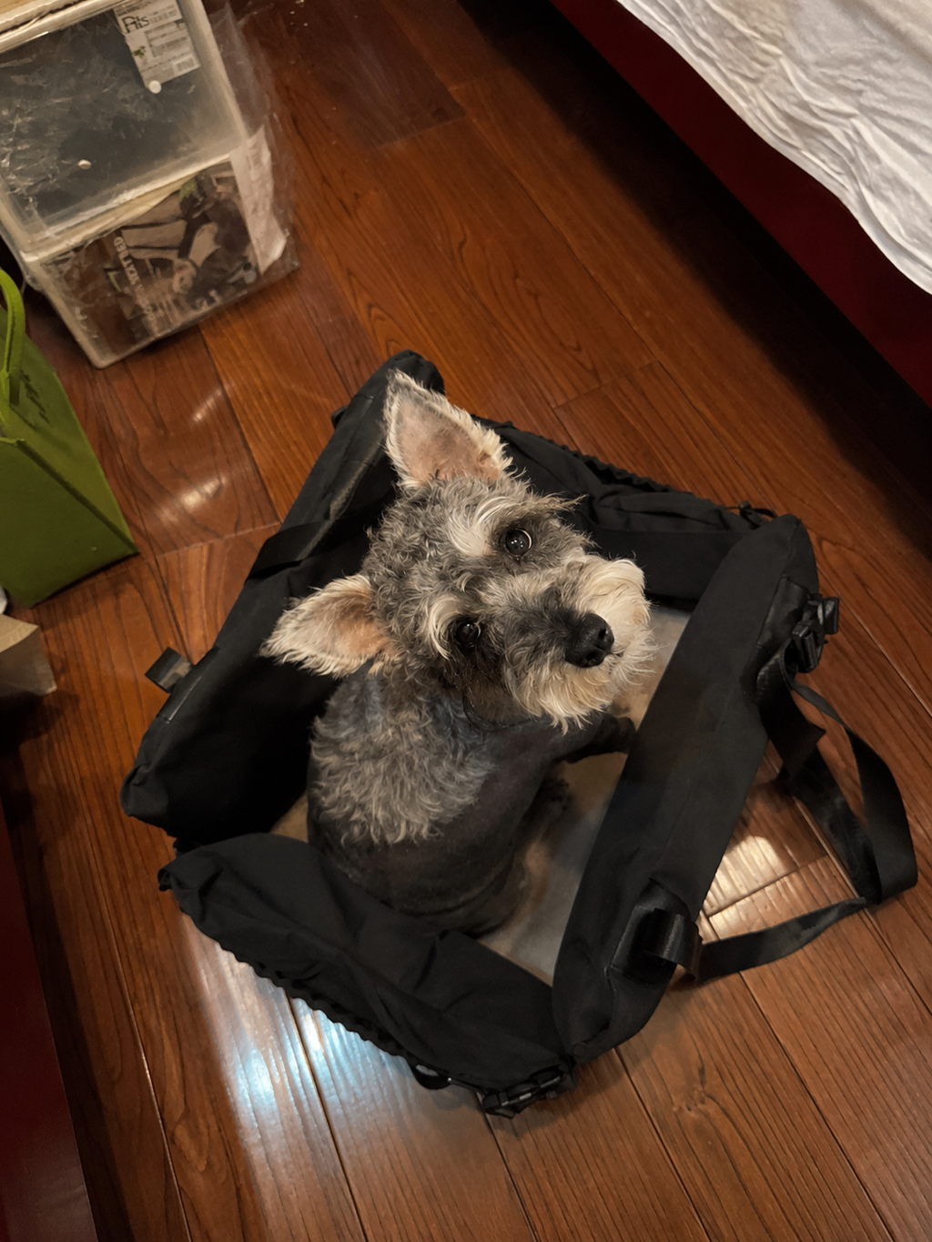 Customer photo for Nuzzigo Everywhere Bed – Dog Car Seat & Travel Bed