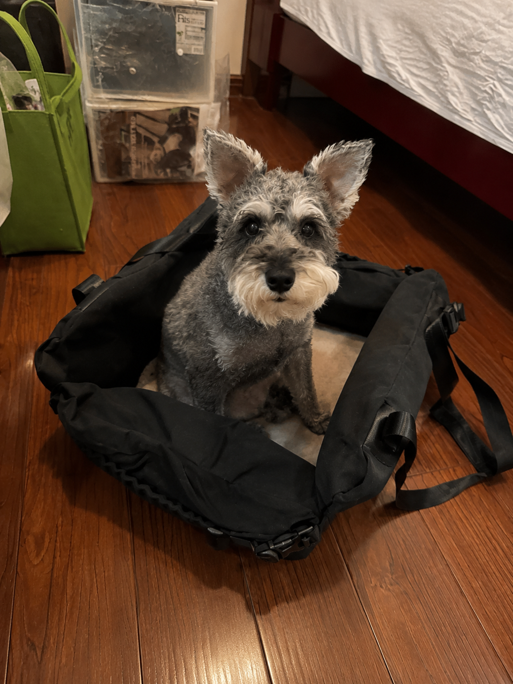 Customer photo for Nuzzigo Everywhere Bed – Dog Car Seat & Travel Bed