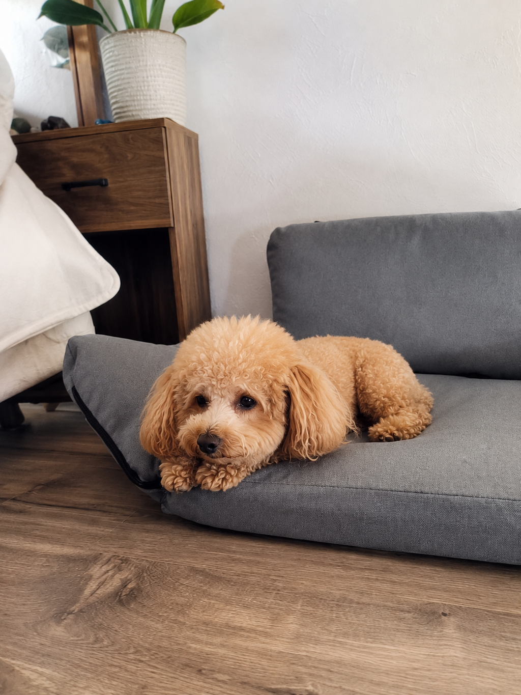 Customer photo for Nuzzigo Everywhere Bed – Dog Car Seat & Travel Bed