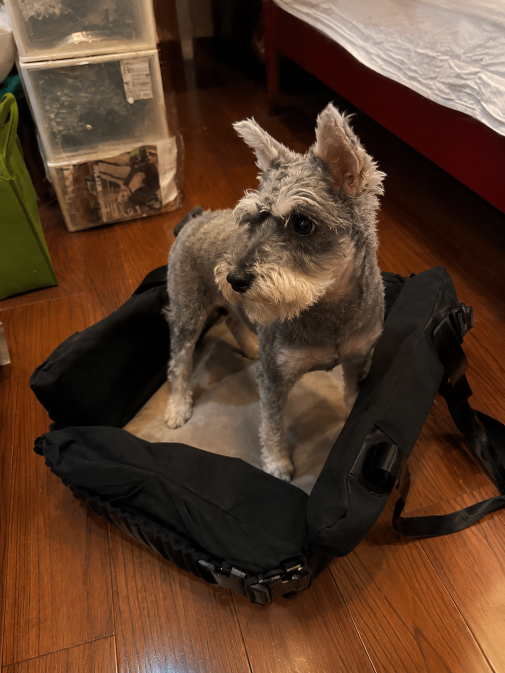 Customer photo for Nuzzigo Everywhere Bed – Dog Car Seat & Travel Bed