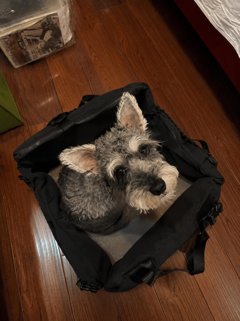 Customer photo for Nuzzigo Everywhere Bed – Dog Car Seat & Travel Bed
