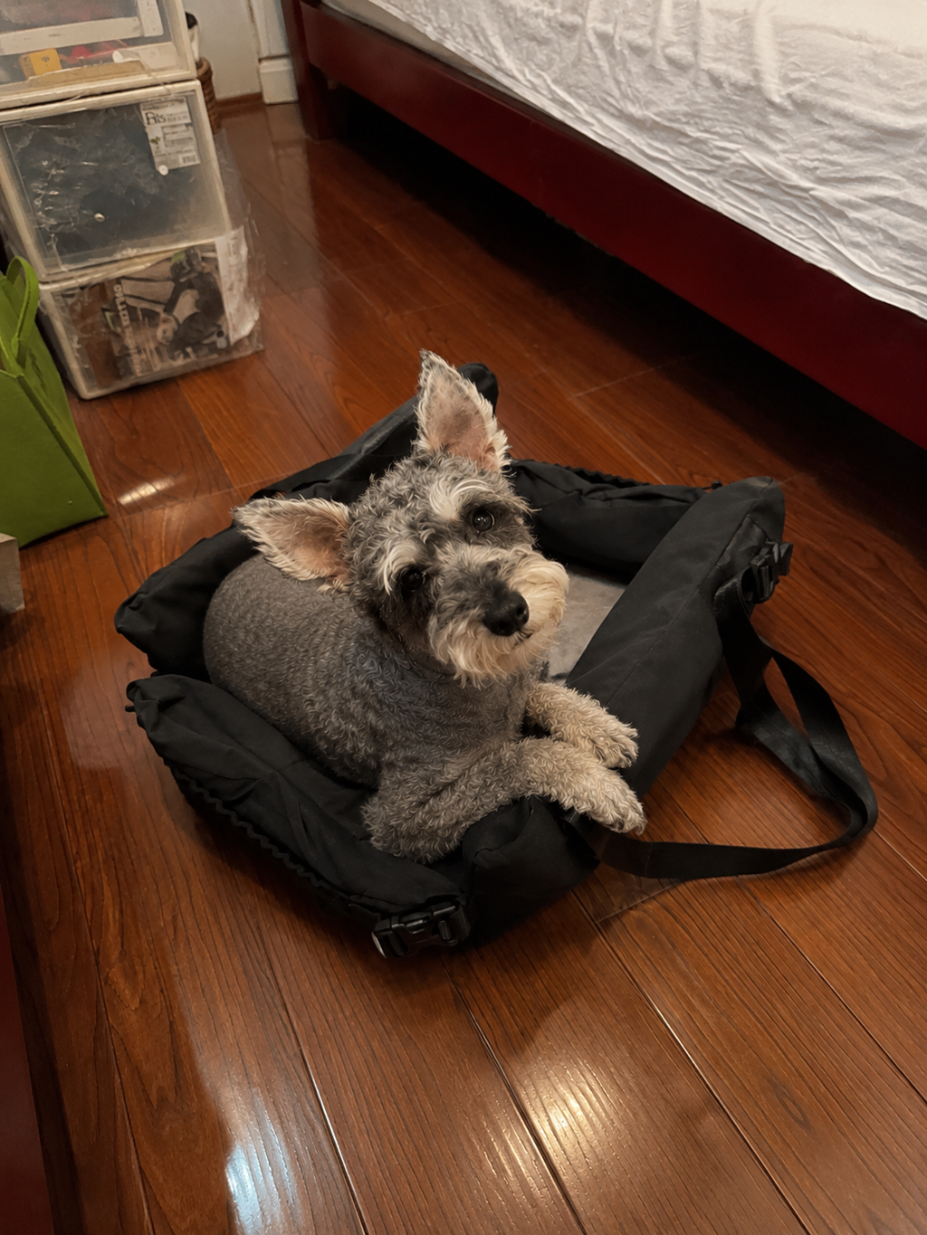 Customer photo for Nuzzigo Everywhere Bed – Dog Car Seat & Travel Bed