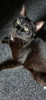 Tóth Dávid review photo