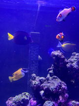 Tommy review photo