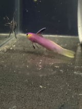 Stephen Vega review photo