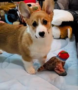 藤本真由美 review photo