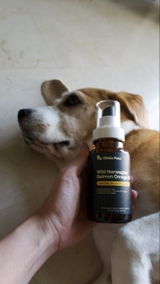 Tofu the cute dog review photo
