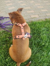 Evita Z. review photo