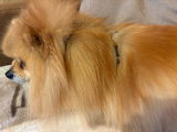 Ieva review photo