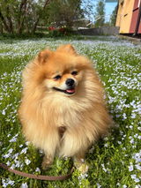 Ieva review photo