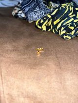 Gwendalys O. review photo