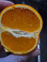 MelP review photo