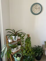 Niloufar T. review photo