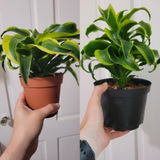 Kaylee review photo