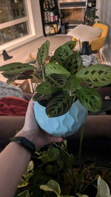 Lila review photo