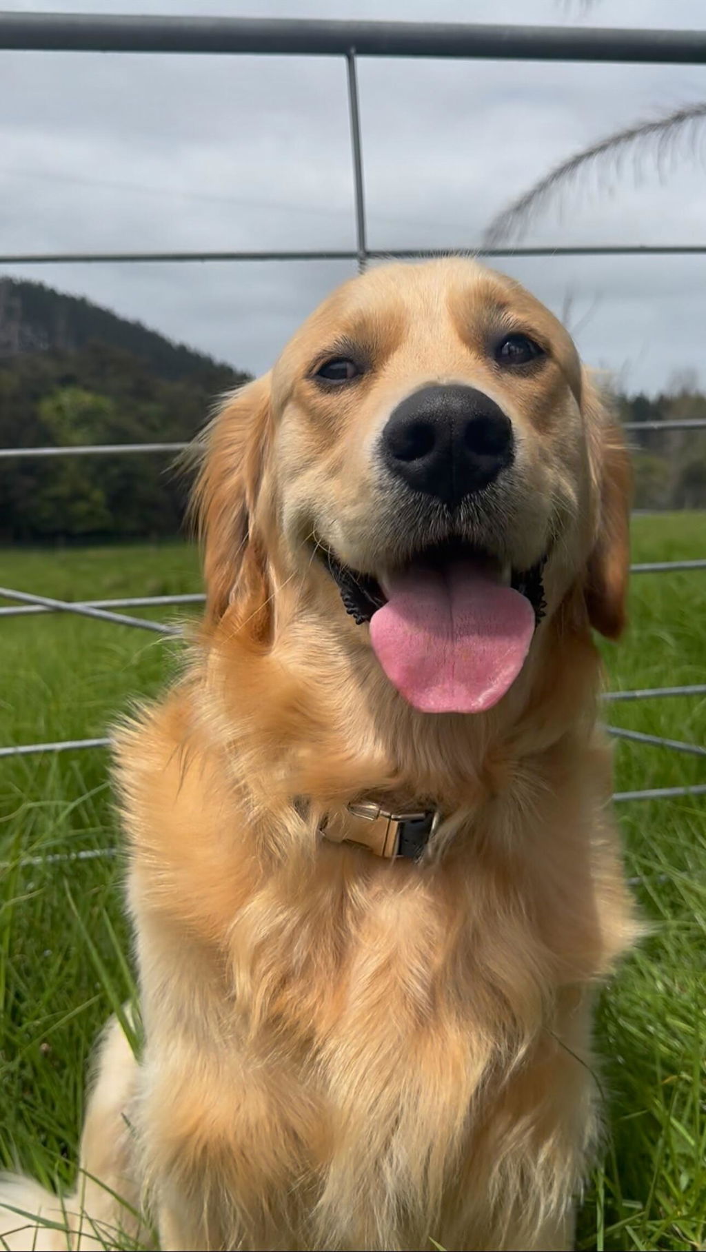The Vienna Waterproof Dog Collar