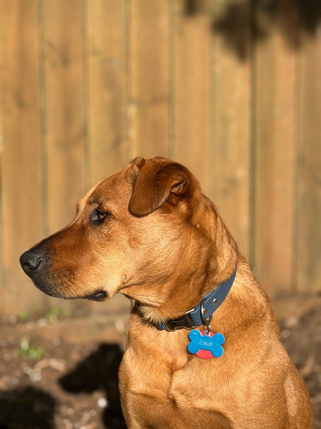 The Vienna Waterproof Dog Collar