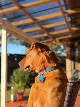 Jess and Zeus review photo