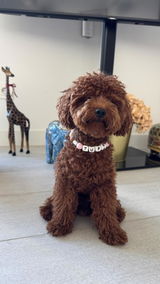collar antiparasitario natural cup cake rosa