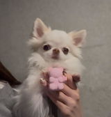 Bibi Hui review photo