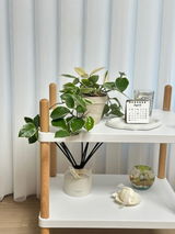 daainhome review photo